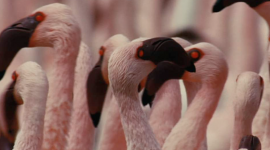 Les Flamands Roses